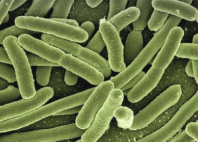Achat Nemanex antiparasitic