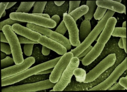 Anti parasite humain