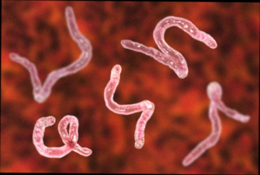 Fluvermal anti parasite medicine prix
