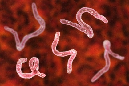 Vermifuge adulte Fluvermal