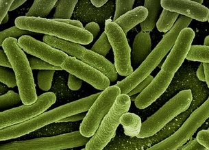 Vermifluide Antiparasitic