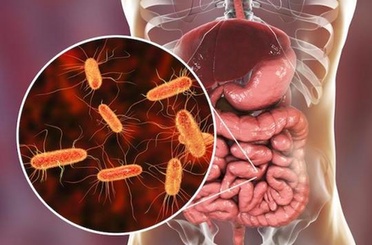 Vermifuge pour humain